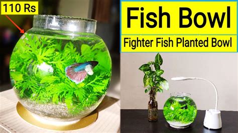 Betta Fish Tanks: Aquariums & Bowls .